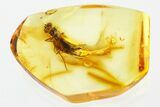 Detailed Fossil Predatory Snipe Fly (Symphoromyia) In Baltic Amber #307878-1